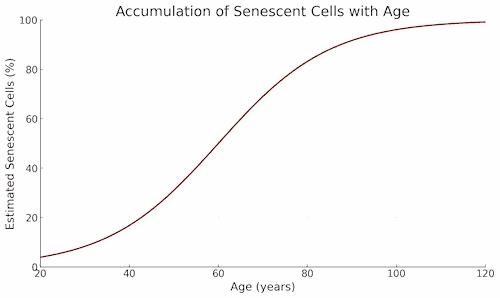 senescent cells accmulation